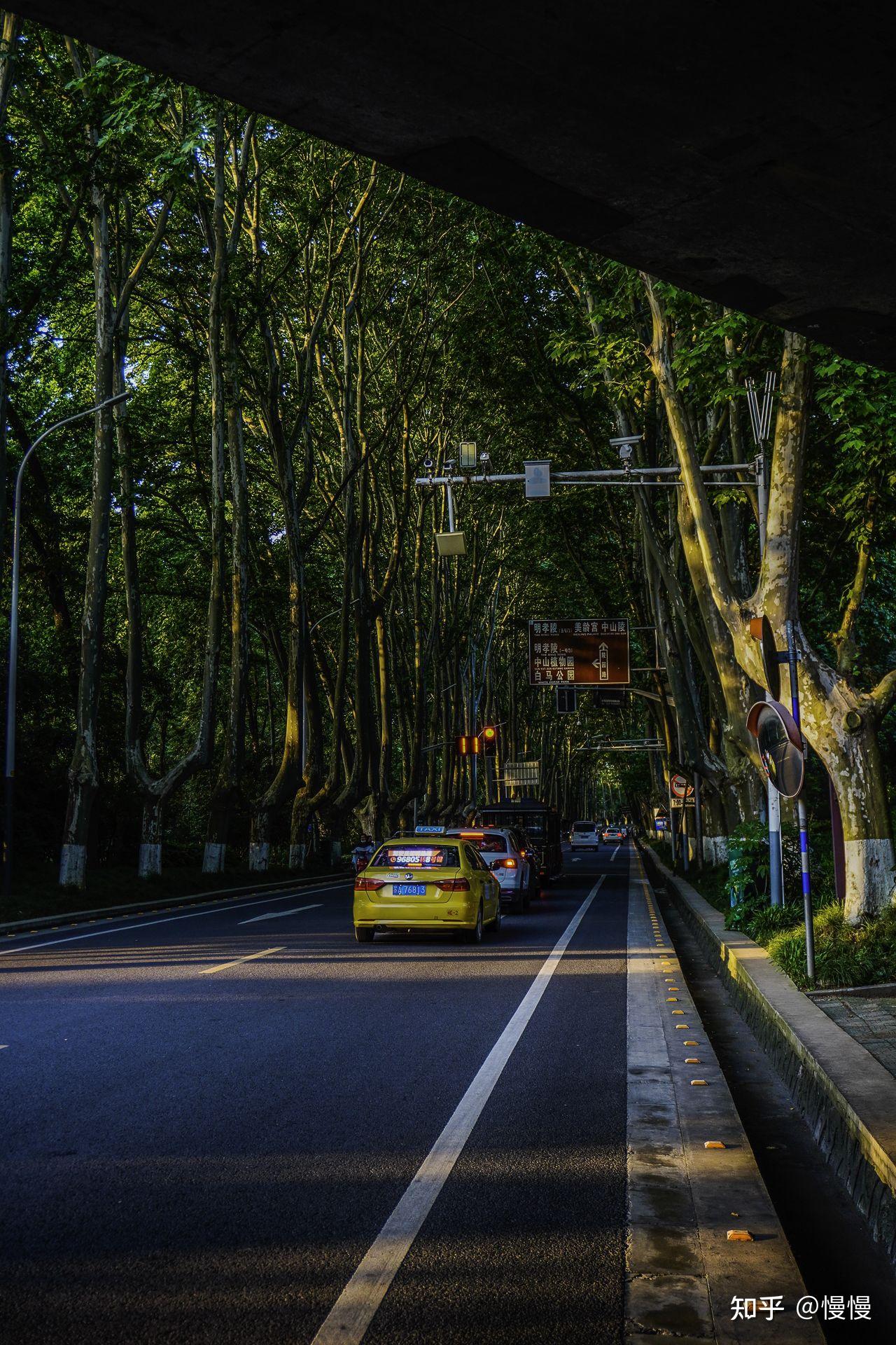 有没有南京梧桐树的图? - 知乎