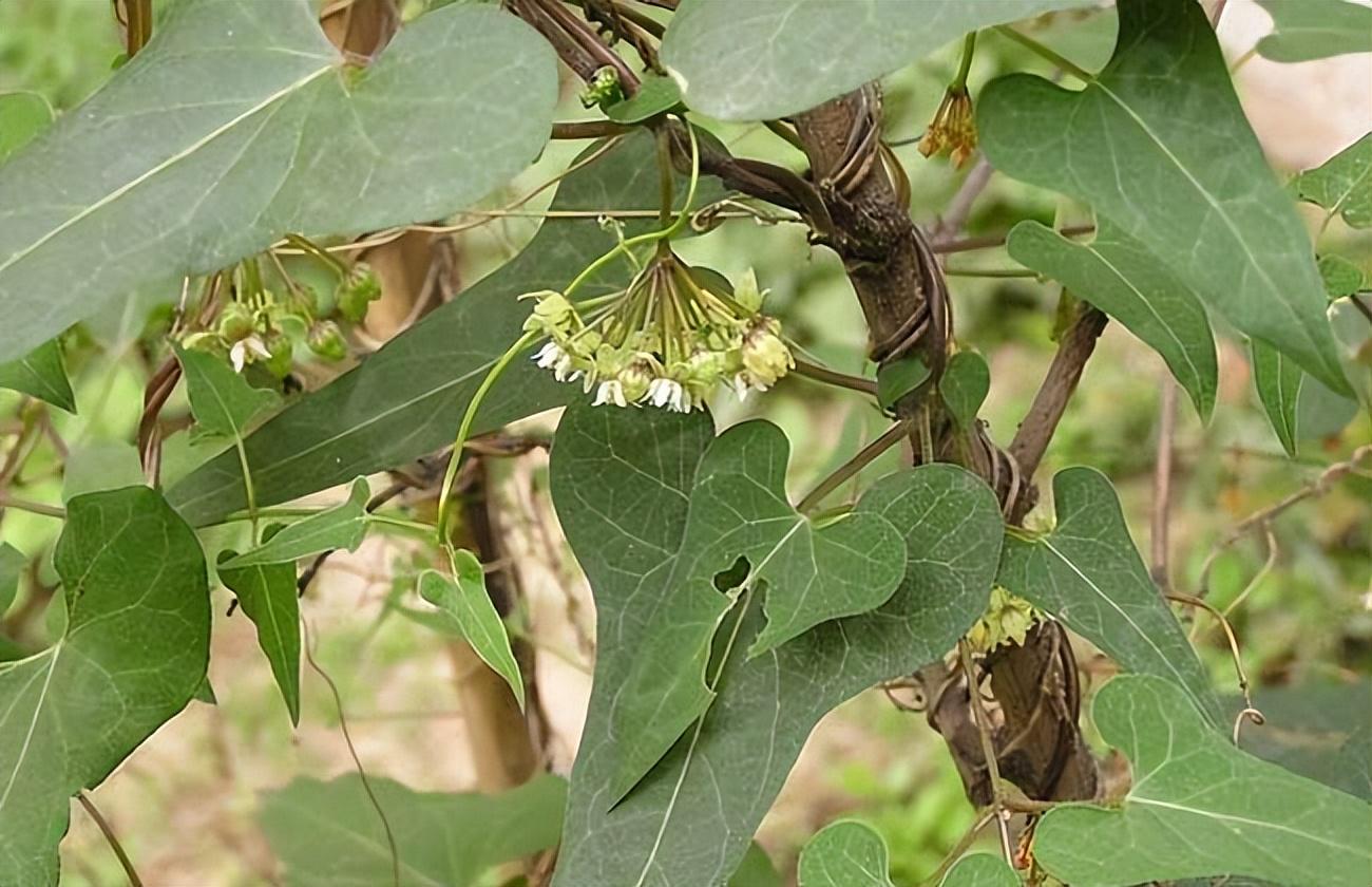 手把手教你认清中草药植物500种(51.何首乌) - 知乎