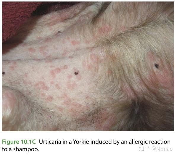 犬猫过敏性皮肤疾病中的小部分荨麻疹/血管性(神经性)水肿urticaria