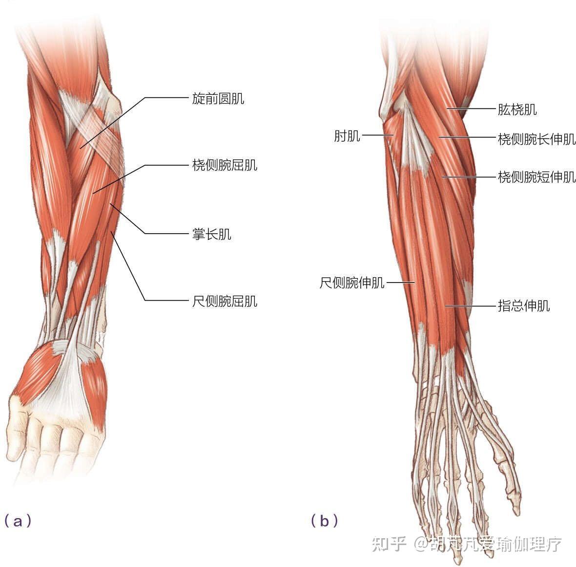 手臂肌肉韧带结构图图片