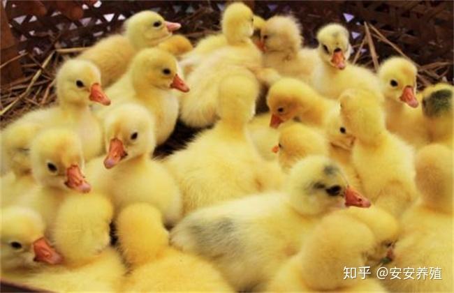 怎么挑选大鹅 v2-4fc76f8b7ea52d4ece70c98b5688d05a_r.jpg