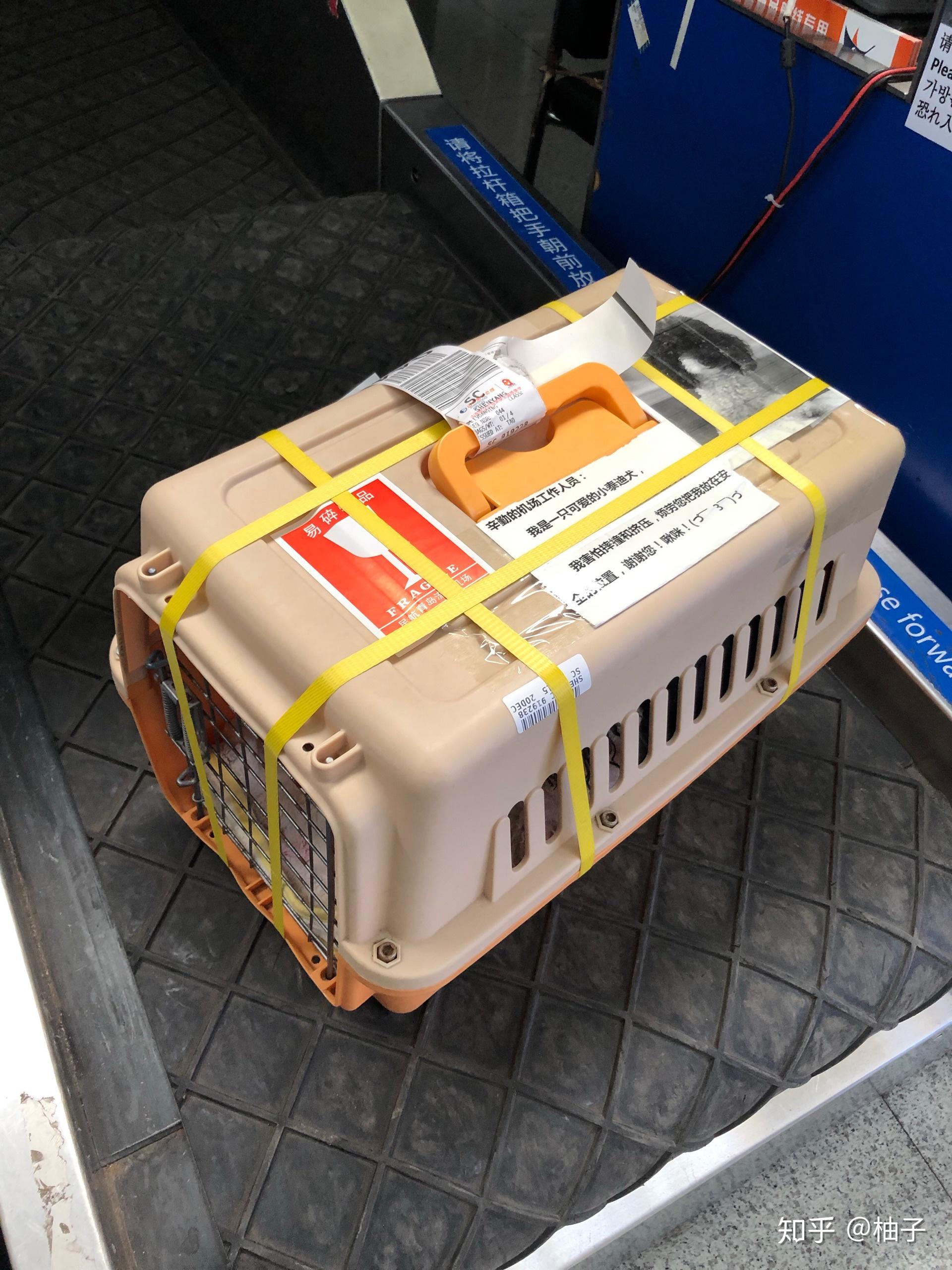 超详细飞机托运宠物流程及注意事项