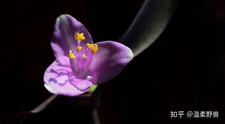 静静的散发着紫色幽光,照亮一点点黑暗,缱绻时还能看到它也会有狰狞的