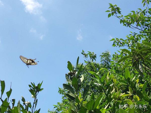 夏风 知乎 夏风 知乎