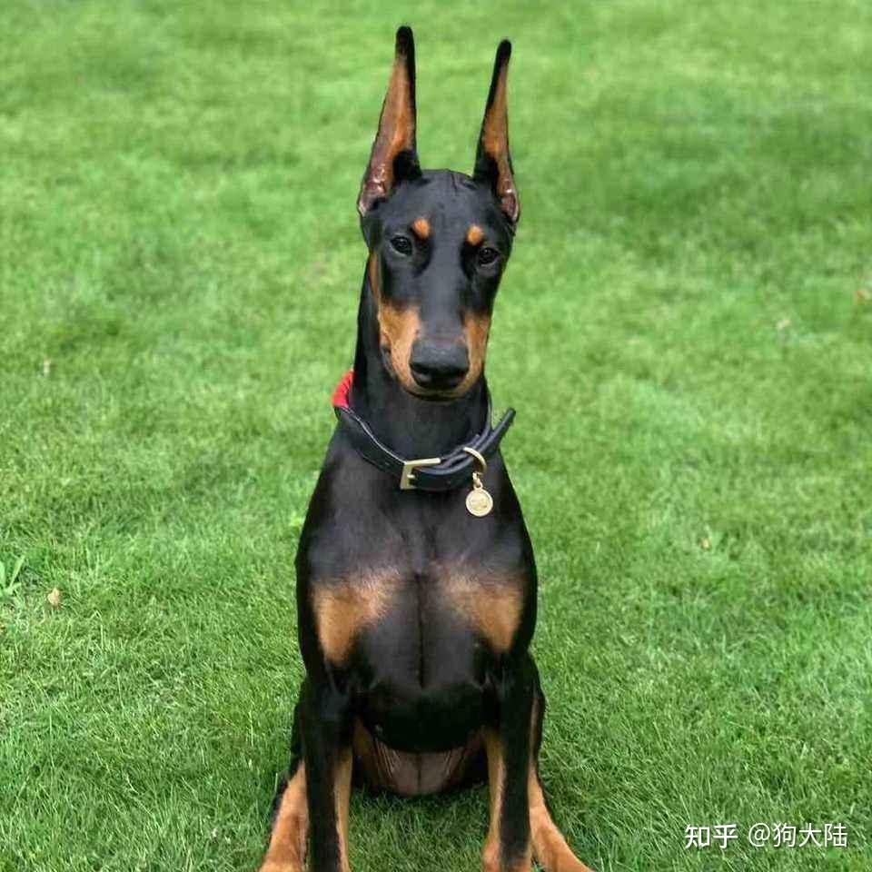 养“杜宾犬”有6大好处，难怪很多人对它称赞有加 - 知乎