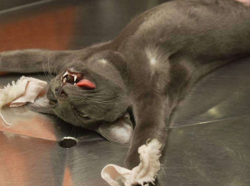 猫发春为什么那么惨 - 知乎