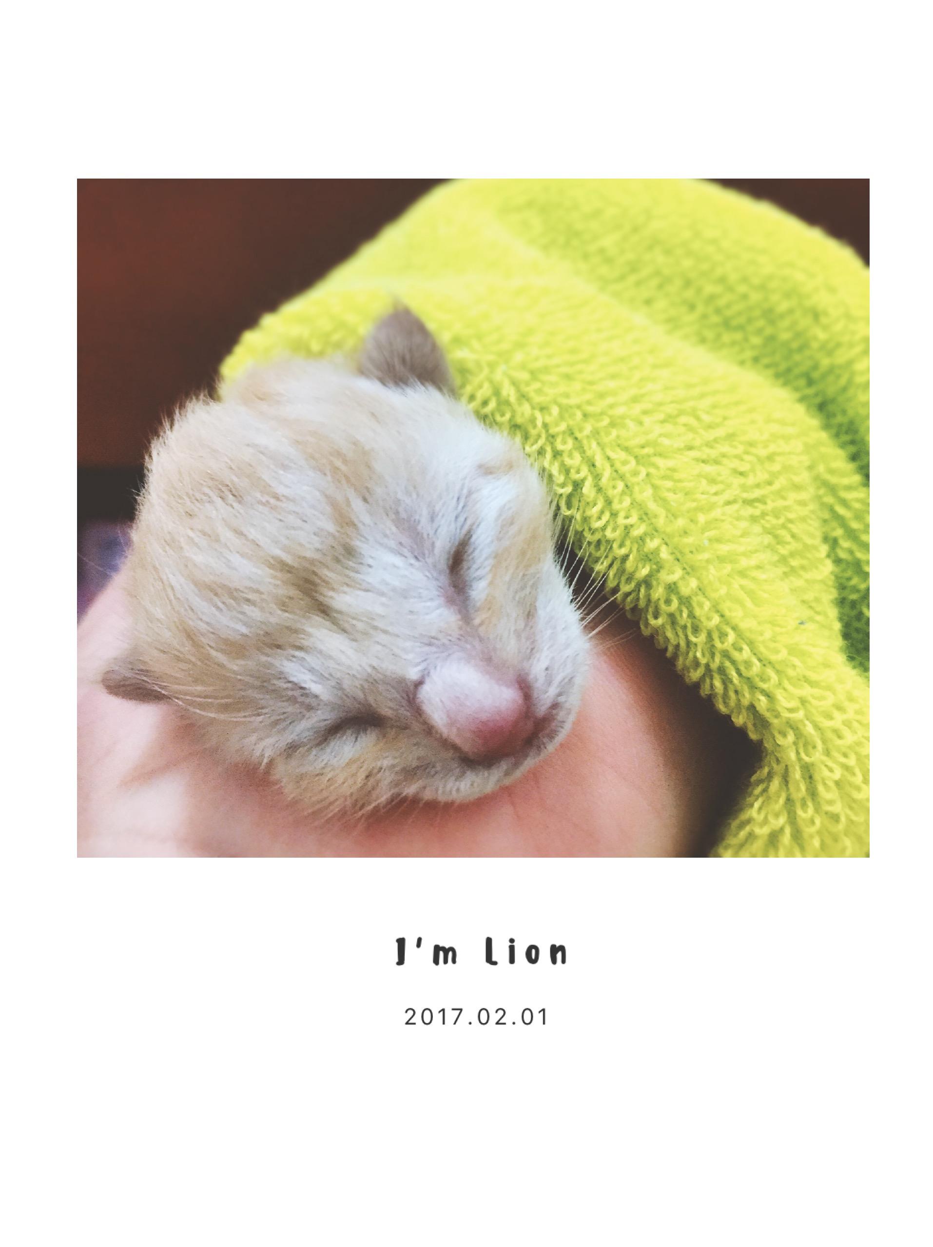 遇捡一只被抛弃的刚刚出生没有睁眼小猫咪?没