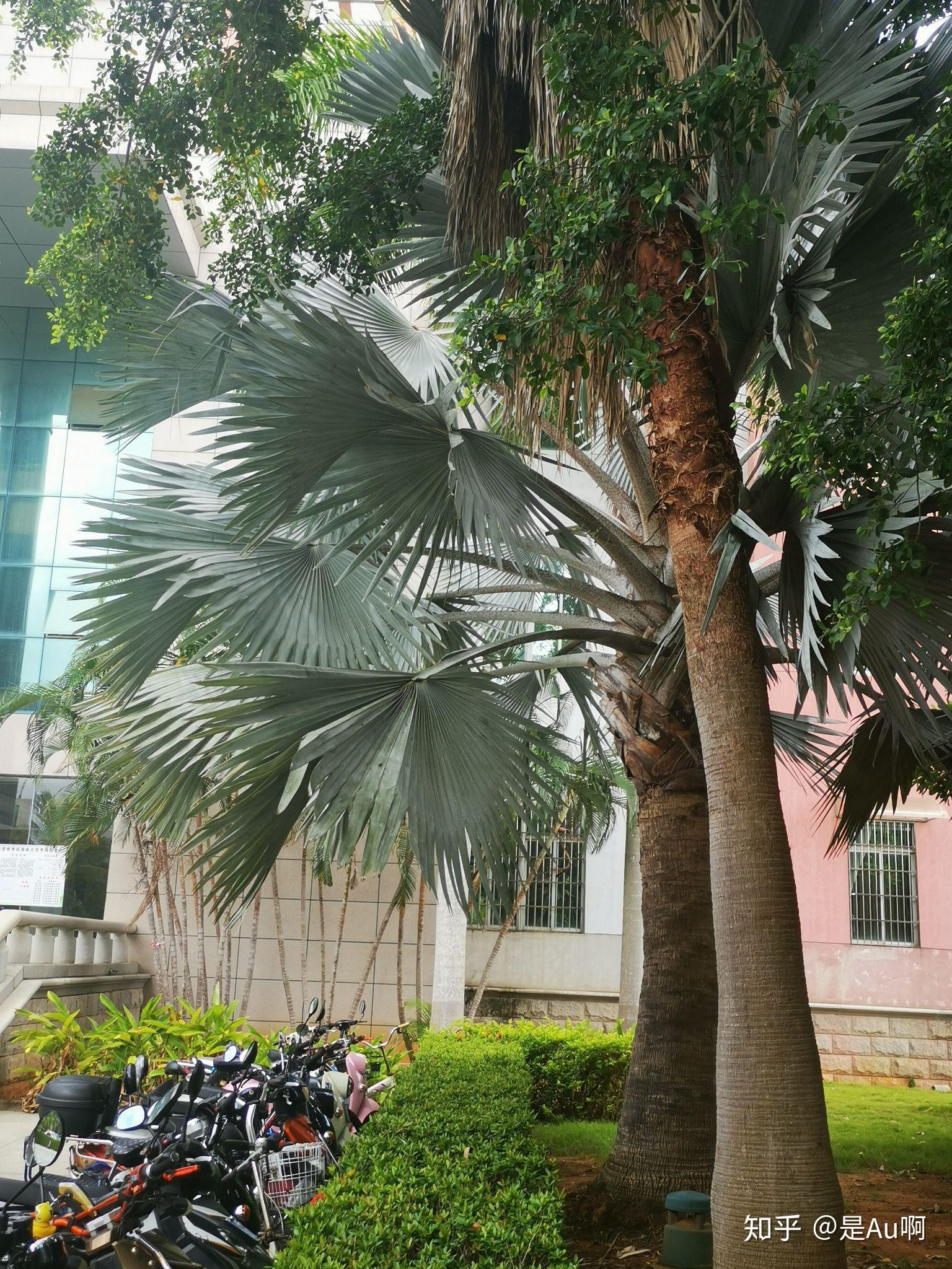 海南大学植物 