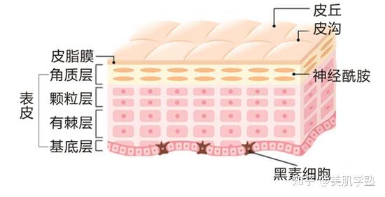 皮肤的基础知识——表皮层的生物学结构 - 知乎