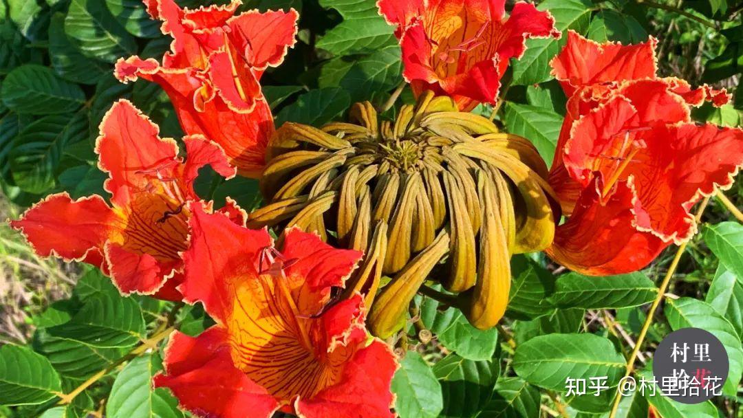 「火焰树」花开如其名，结种像杀鱼！ - 知乎