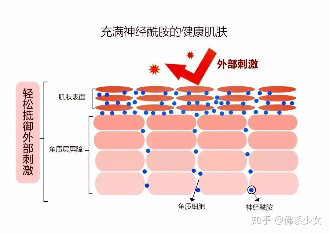 02mm,也是屏障结构中重要的组成部分,美国学者elias pm曾提出著名的的