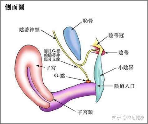 正经科普 女性g点之谜 知乎