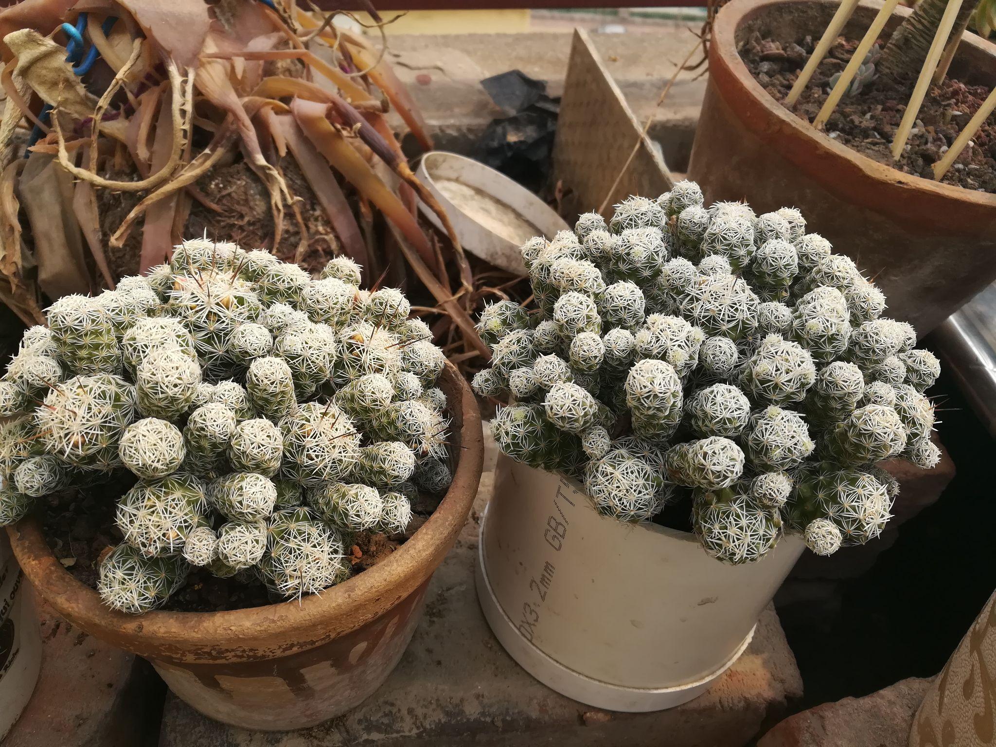 请问白鸟多肉的生长过程是怎么样的