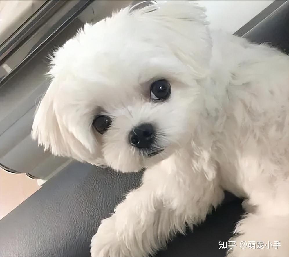 这几种热门的小型犬最后一个也太丑了吧