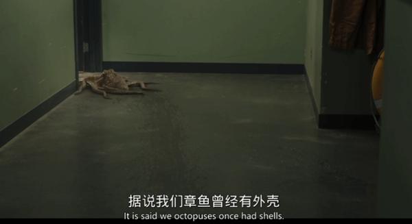 《幸运有八只触手》北美网飞电影榜第一，就这吗？