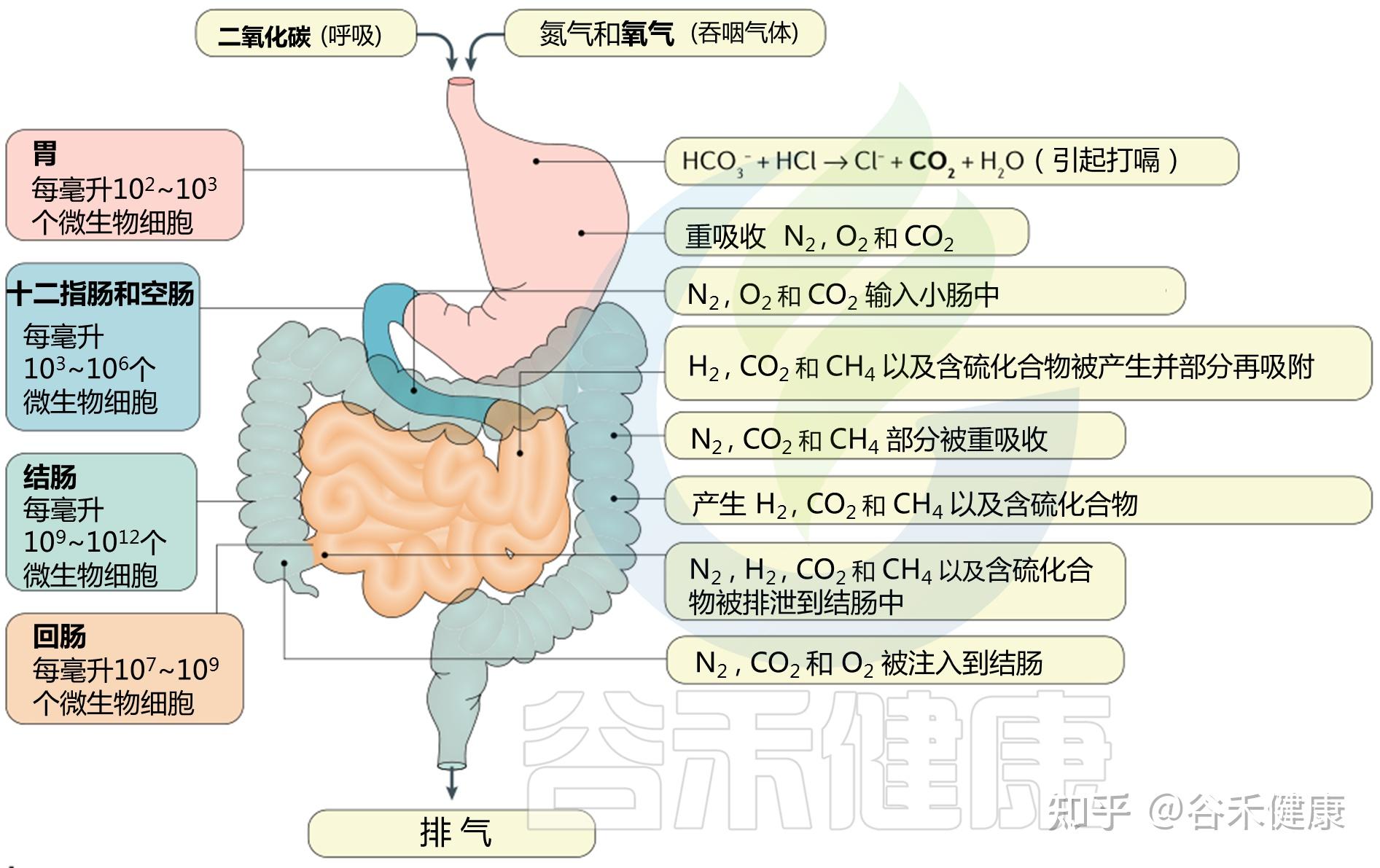 肠道气体带来什么影响饮食如何对其产生作用