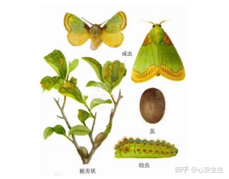 上海人讲的"洋辣子",你了解吗?
