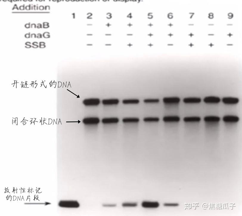 分子生物学 第四章 DNA的生物合成 - 知乎