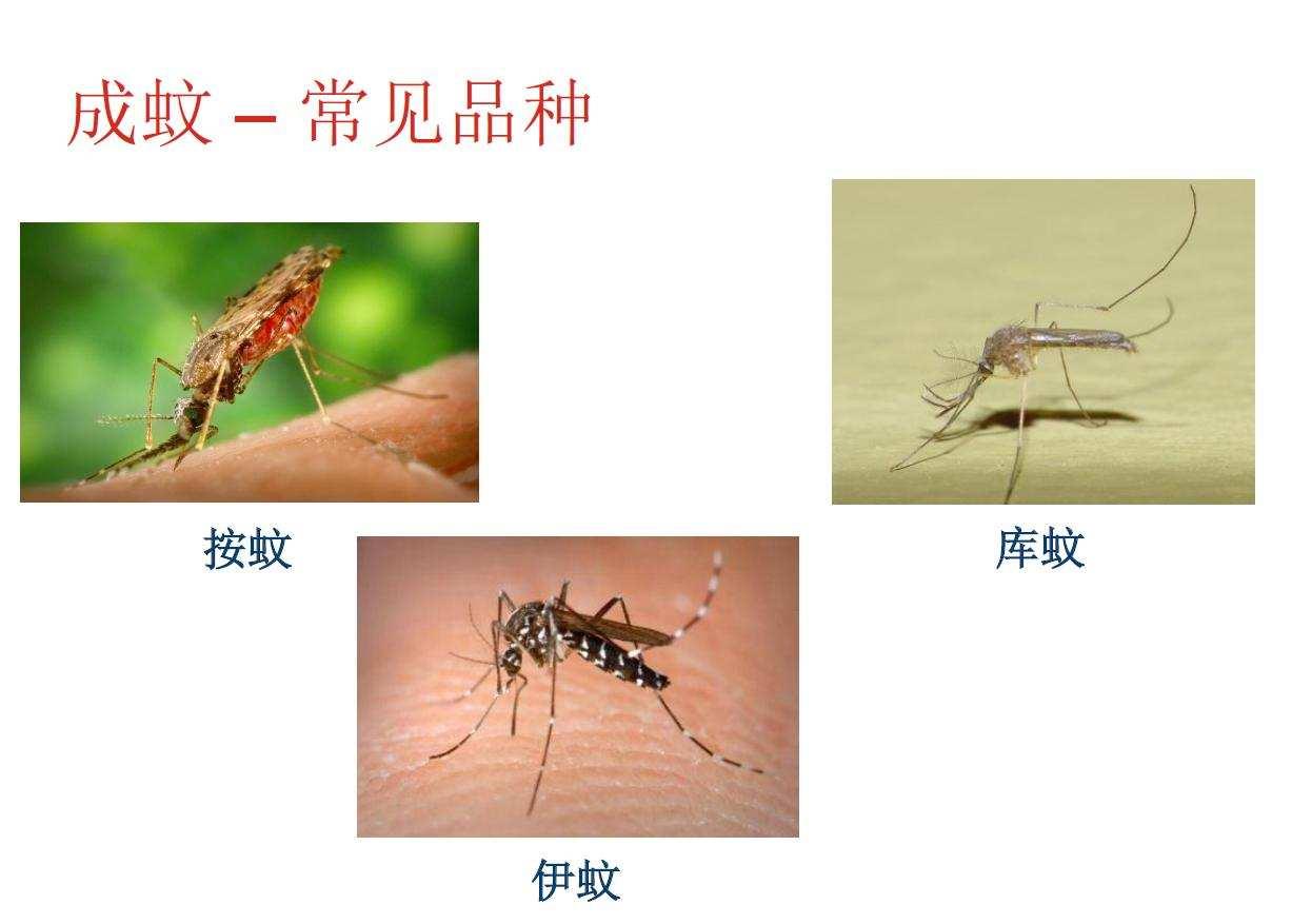 蚊子种类图片品种,蚊子品种图片大全,蚊子种类介绍图片_大山谷图库