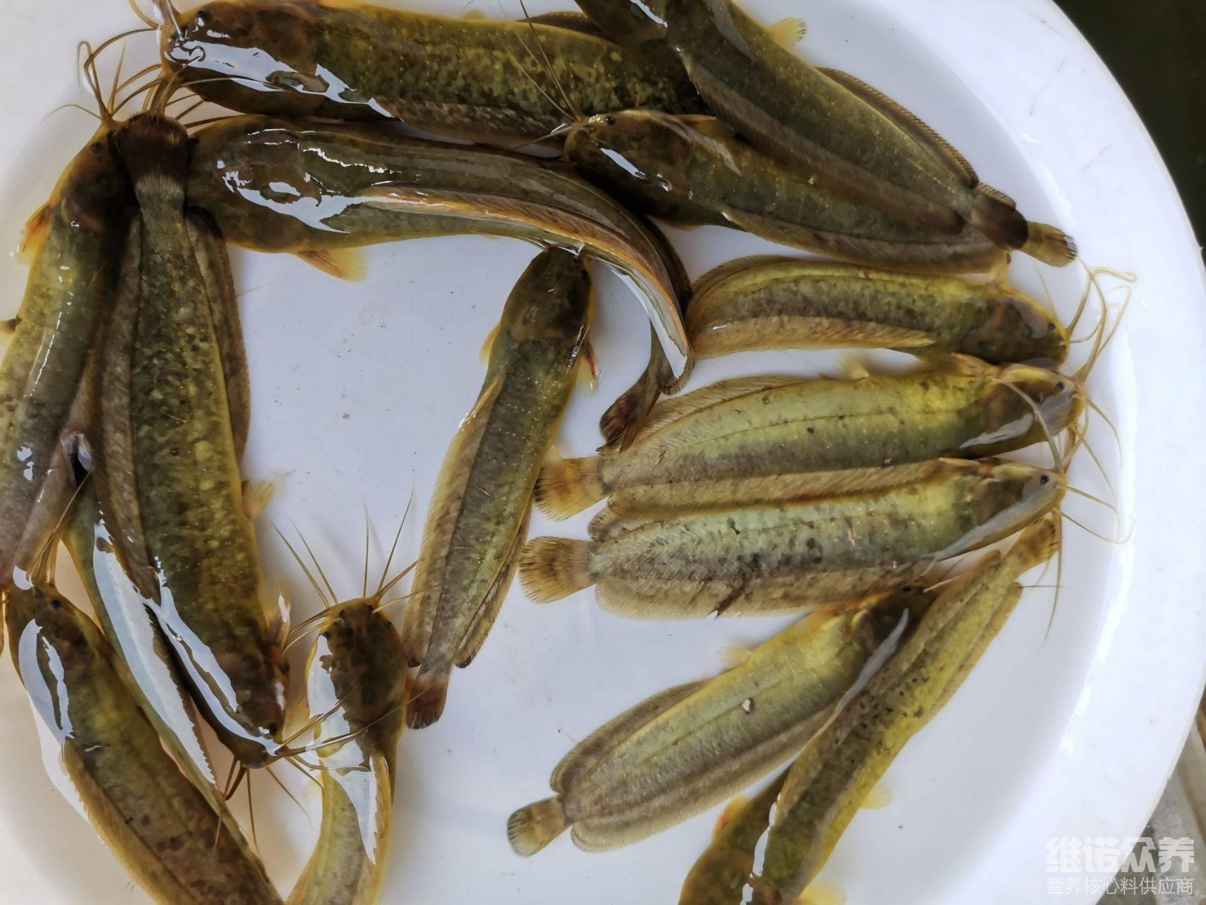 本地塘虱喂什么料好,塘鲺饲料配方 - 知乎