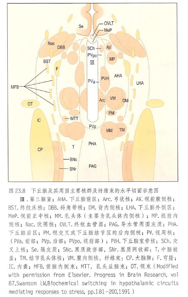 下丘脑分区图片