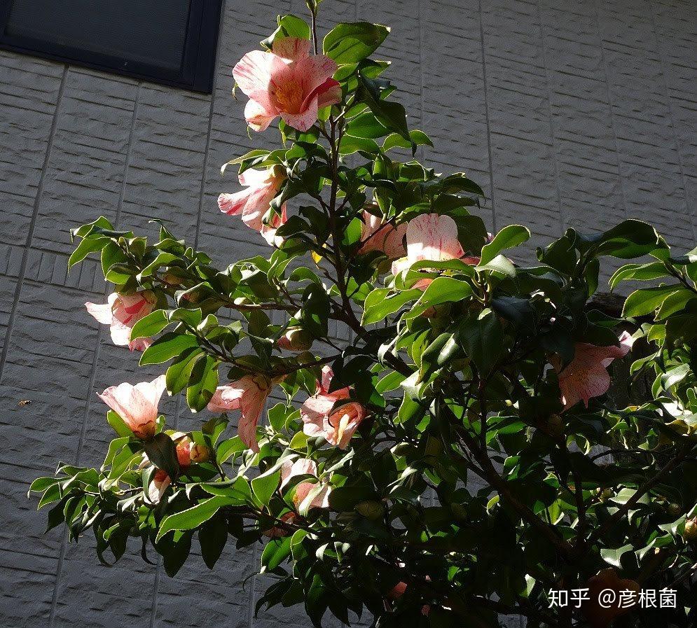 v2-507198aa532fb371d96ab302871a0db2_r.jpg