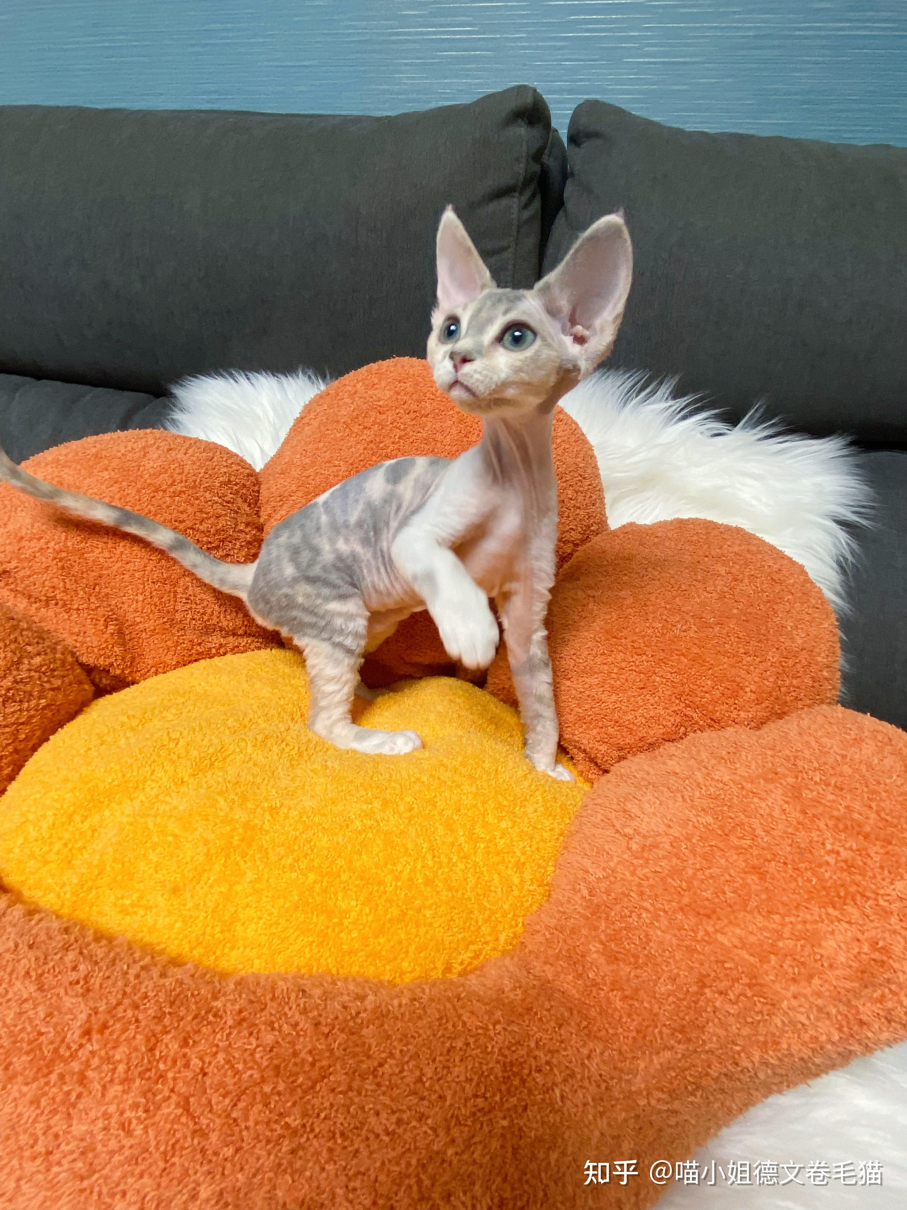 德文卷毛猫三花妹妹