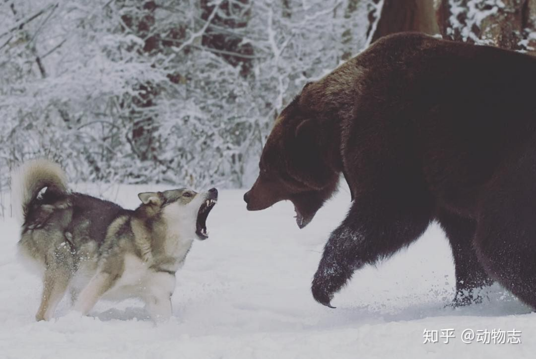 【北海道棕熊】棕熊袭击人行为实验