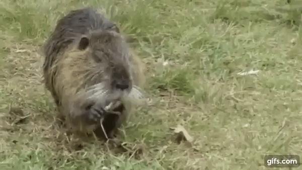 这种毛茸茸的小动物入侵全球破坏力惊人 在美国杀一只可以领6美金 知乎