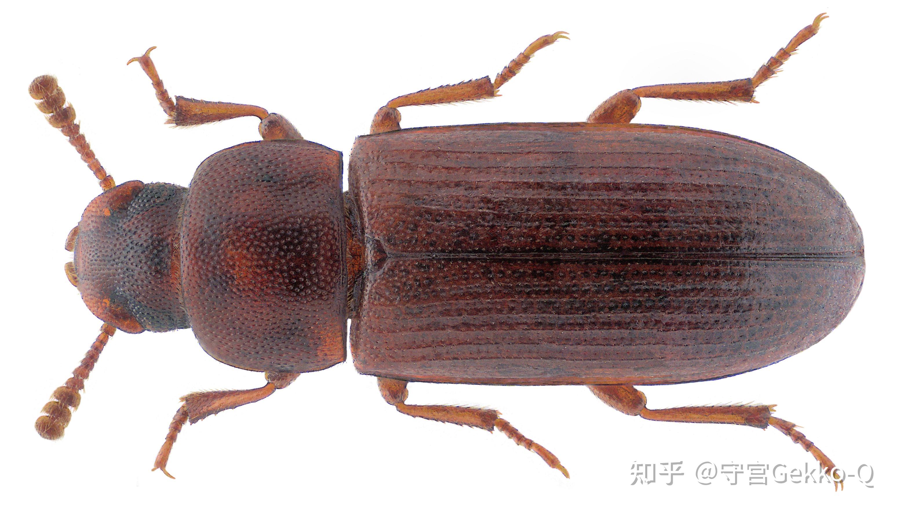 赤拟谷盗tribolium castaneum,拟步甲科,主要危害小麦等作物,被它啃过