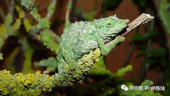 生物拟态进化