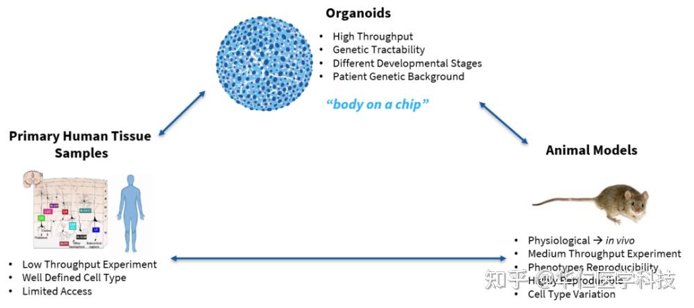 NEJM综述：类器官——人类疾病的临床前模型 - 知乎
