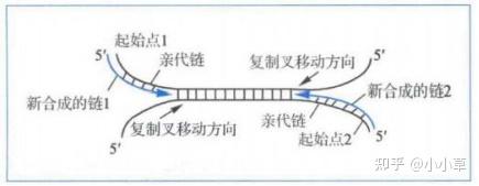 关于DNA复制的一些基本概念-4、5 - 知乎