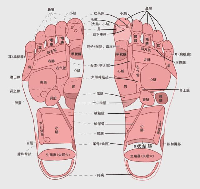 脚掌受力图图片