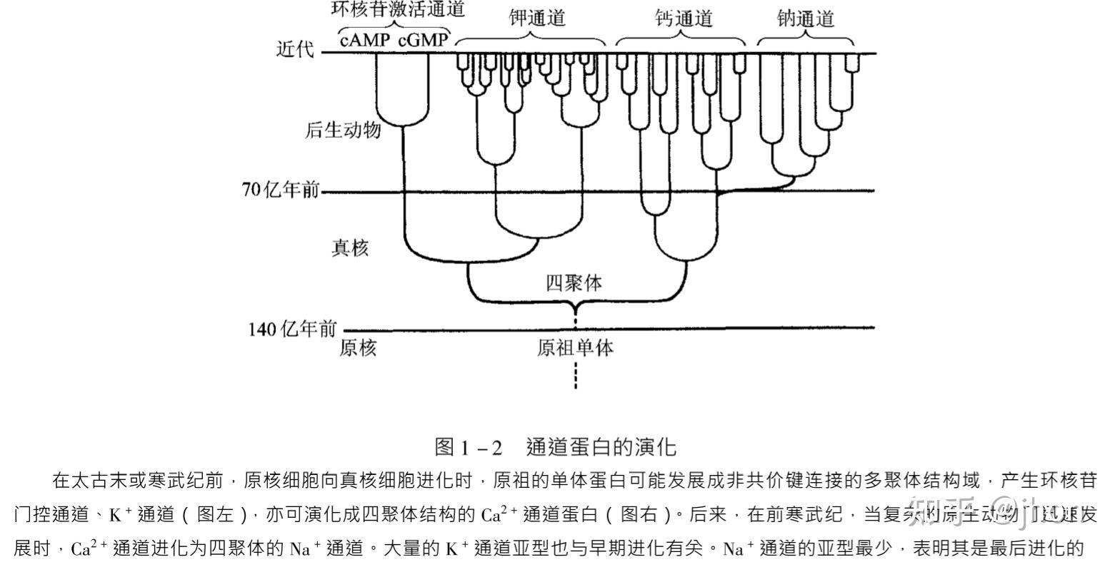 离子通道种类图片