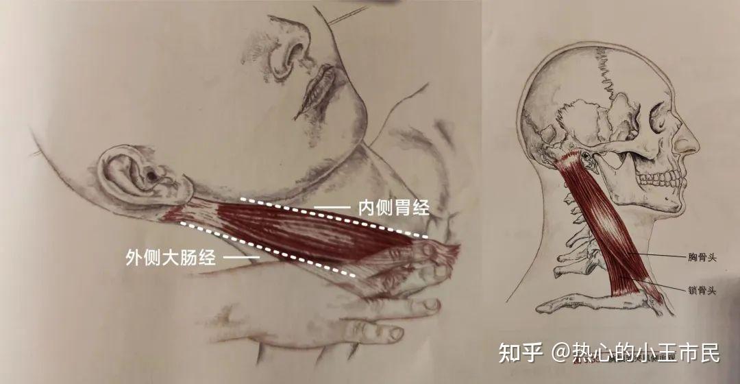 倪海厦《针灸》笔记2-4:手阳明大肠经 - 知乎