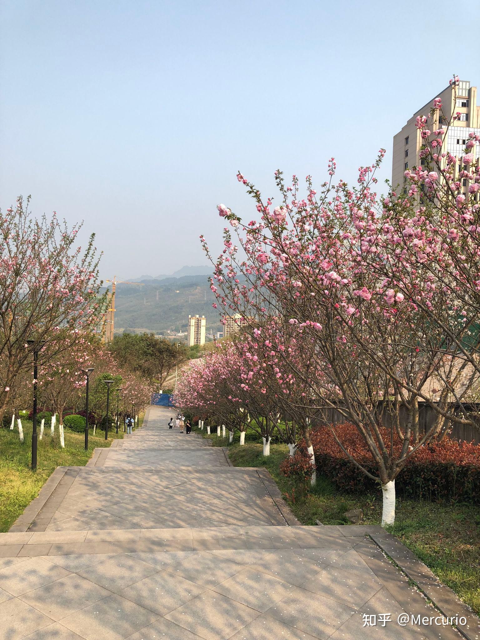 重庆外语外事学院照片图片