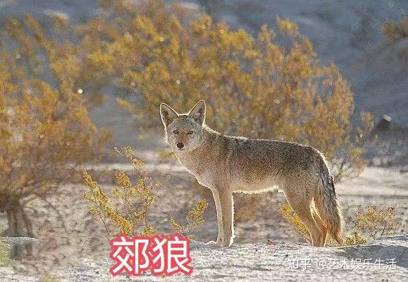 犬属的8种狼,都是生态位上的顶级掠食者 - 知乎