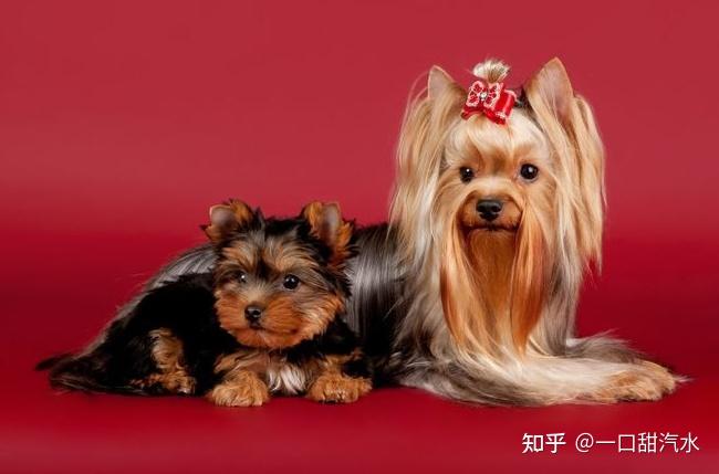 约克夏和雪纳瑞很像?别傻了,区别可大了