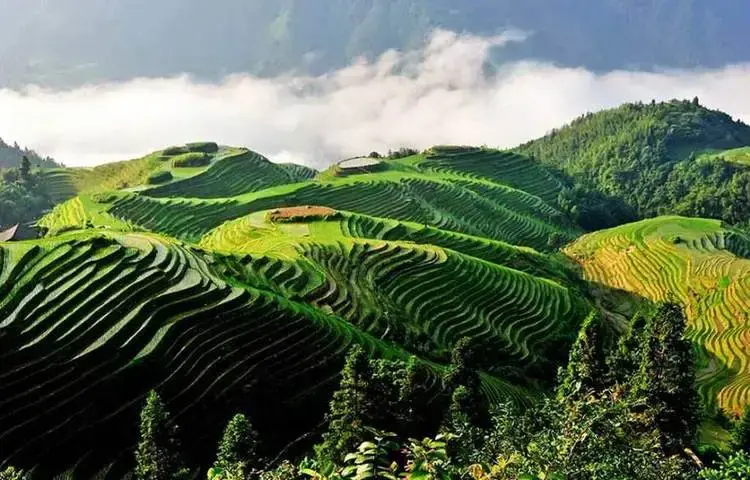 广西桂林大地最美指纹龙脊梯田四季旅游摄影攻略