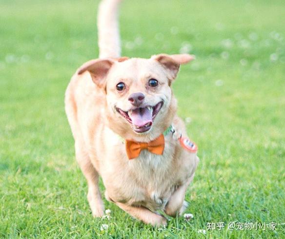 买狗别只看颜值有这些特征的狗尽量别选