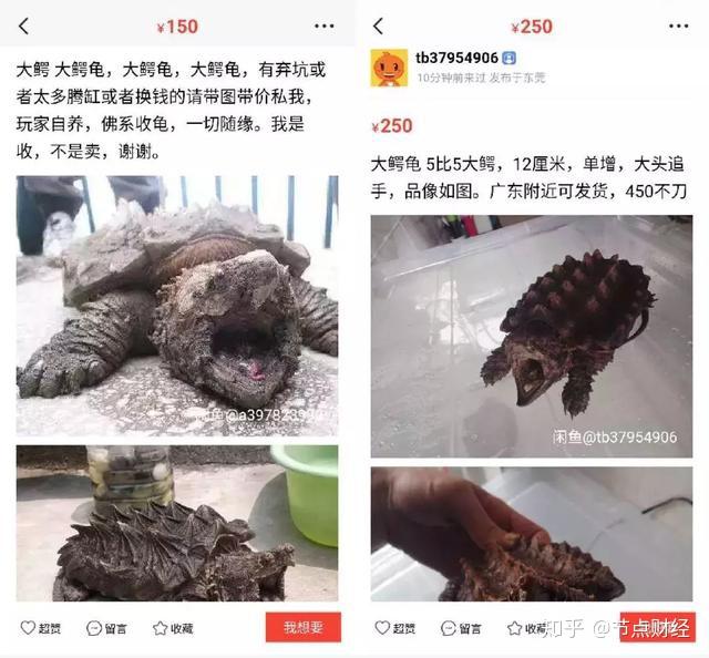 珍稀生物排名中排第六在网络平台出售的"生态杀手"大鳄龟很可能就是下