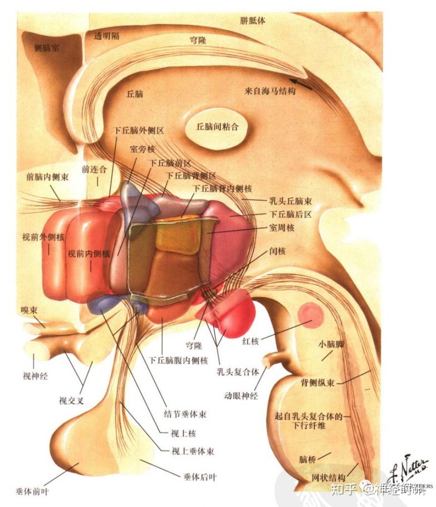 下丘脑 弓状核图片