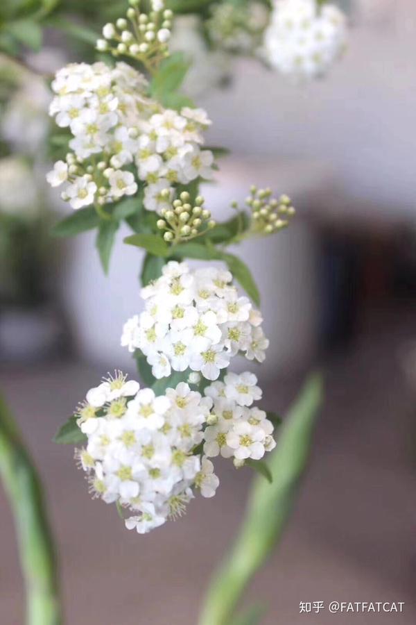 小手球养护方法