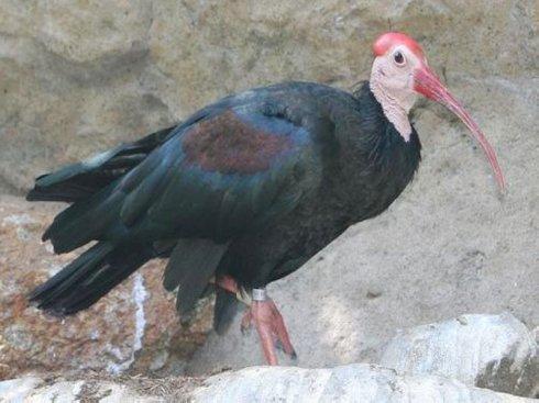 它是隐鹮唯一的近亲,兄弟俩长得都不怎么帅,名字和长相正相关——秃鹮