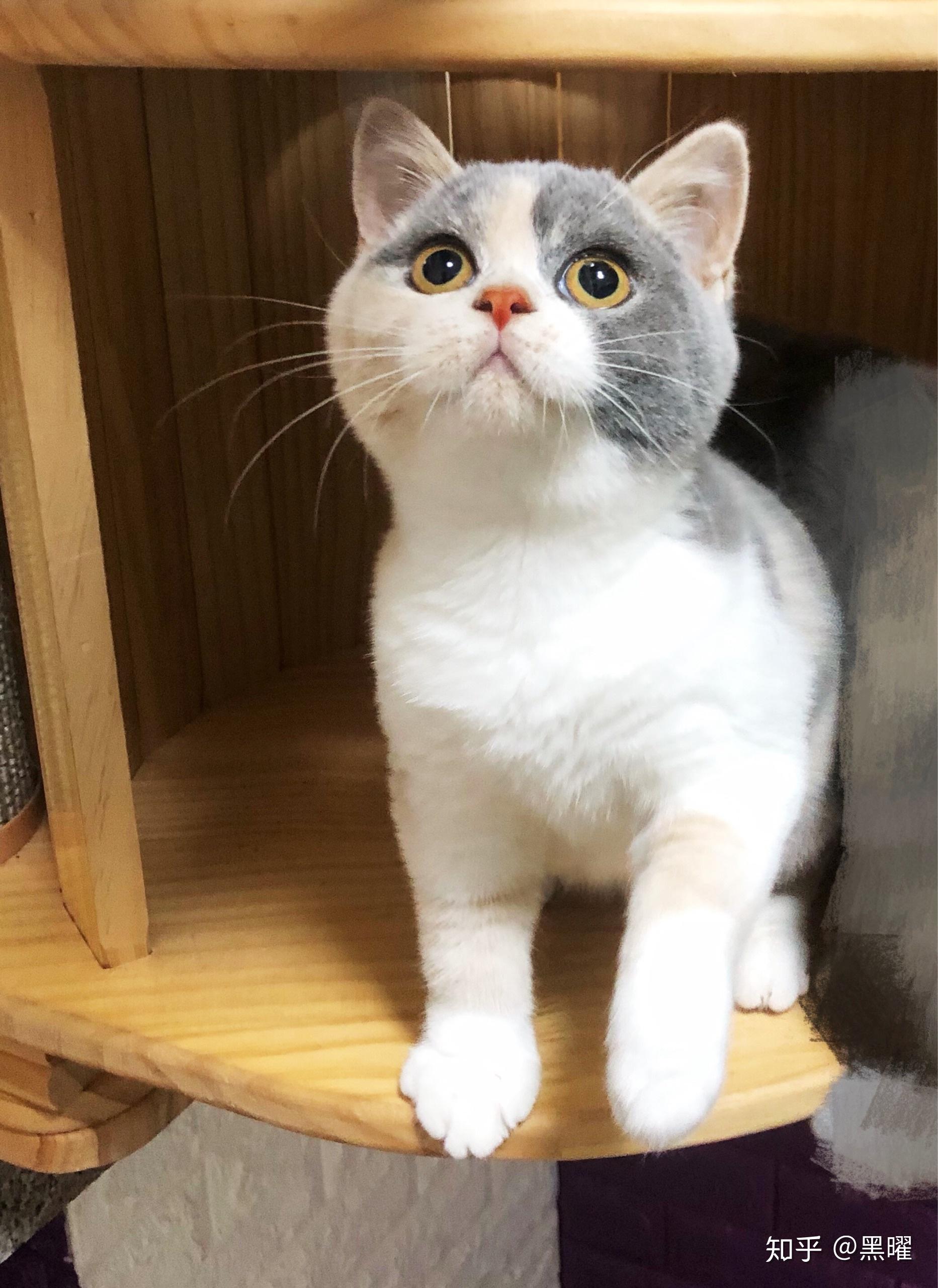 这只是英短三花猫吗