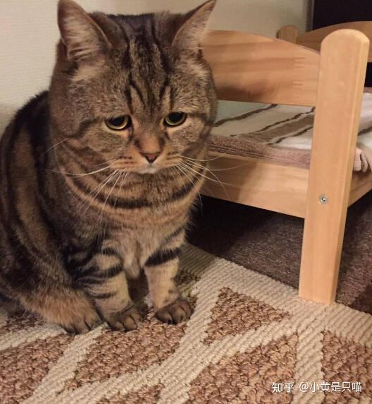 你家猫对你很失望会有这几个表现