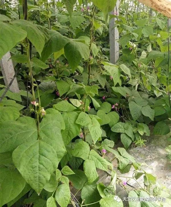 紫花油豆角栽培及病虫害防治技术 知乎