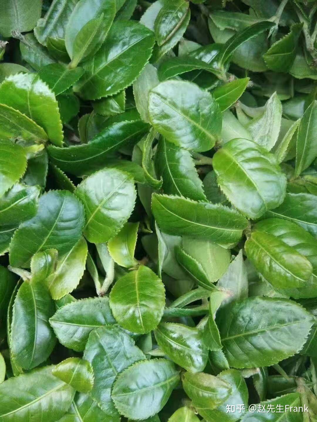 倚邦绝美大黑山