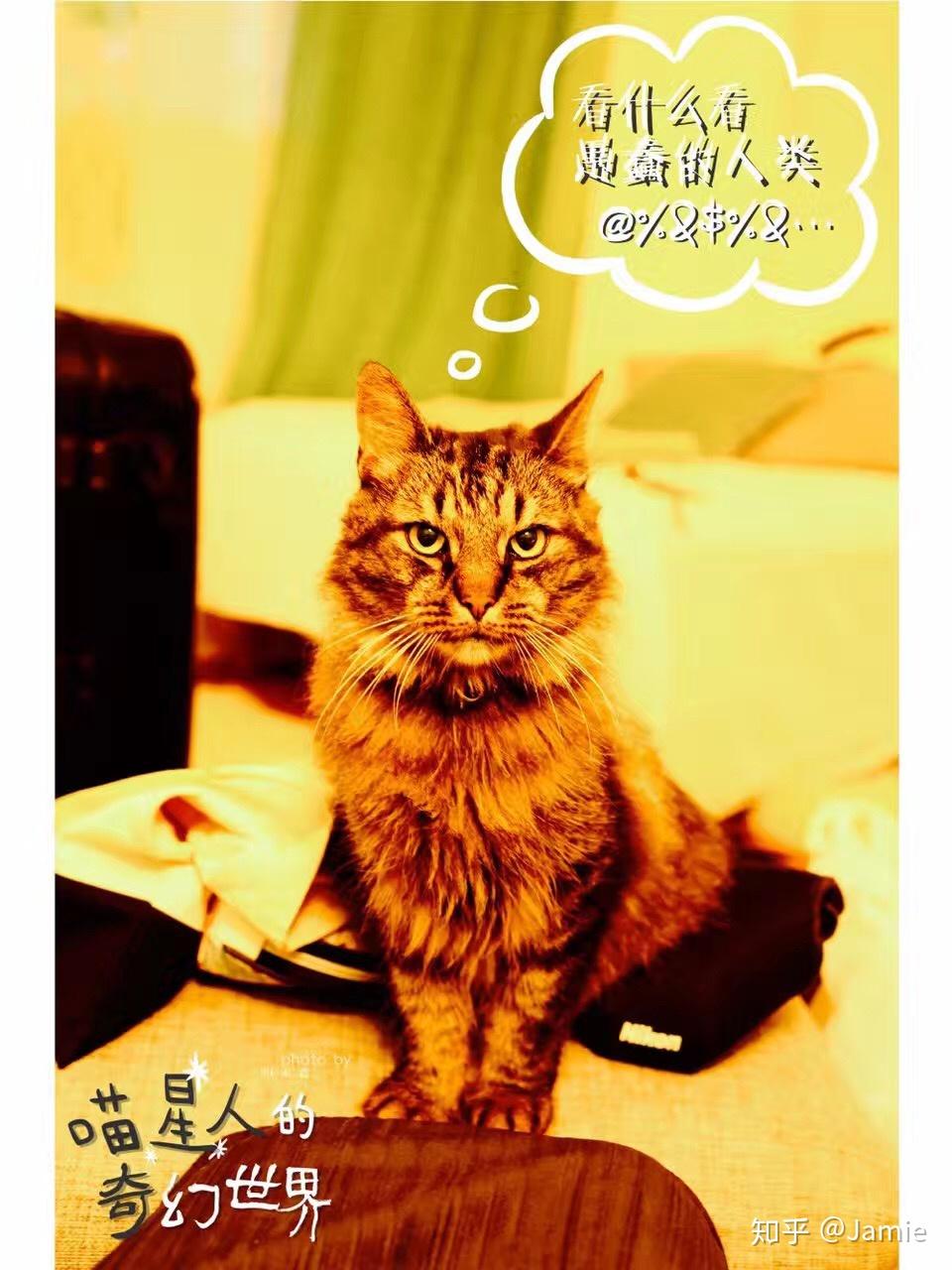 猫和狗的智力哪个高?